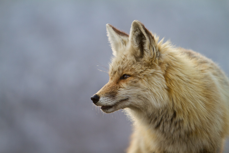 Red Fox